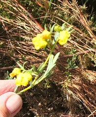 Hermannia aff-denudata