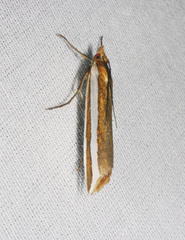 Corynophora lativittalis
