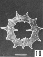 Radiolaria