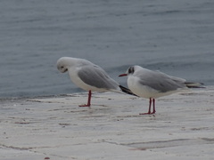 Chroicocephalus ridibundus