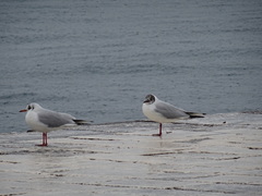 Chroicocephalus ridibundus