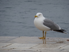 Larus michahellis