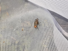 Herina tristis