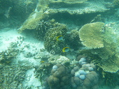 Chaetodon ocellicaudus
