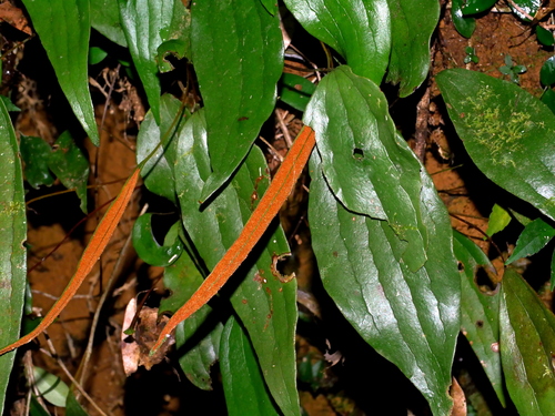 Cheiropleuria integrifolia iNat (1)