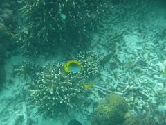 Chaetodon ocellicaudus