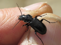 Pterostichus aterrimus