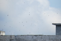 Aerodramus fuciphagus