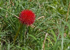 Scadoxus multiflorus