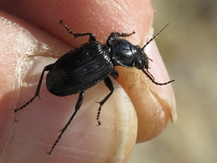 Pterostichus aterrimus