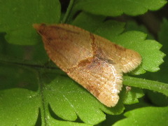 Neocalyptis angustilineata