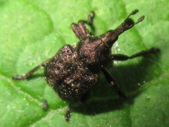 Aspidobyctiscus lacunipennis