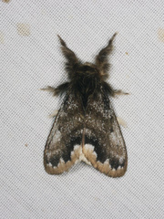 Urocoma marginalis
