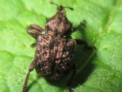 Aspidobyctiscus lacunipennis