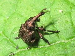 Aspidobyctiscus lacunipennis