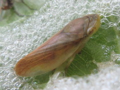 Philaenus nigripectus