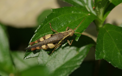 Rufous-legged Grasshopper photo 3