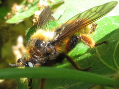 Laphria rufa