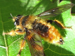 Laphria rufa