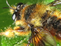 Laphria rufa