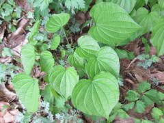 Dioscorea tokoro