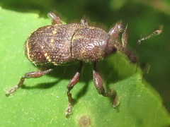 Hylobius haroldi