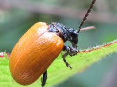 Gallerucida flavipennis
