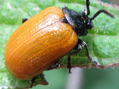 Gallerucida flavipennis