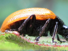 Gallerucida flavipennis