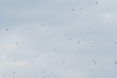 Aerodramus fuciphagus