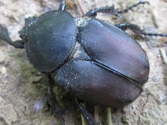 Dicronocephalus adamsi