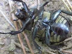 Dicronocephalus adamsi