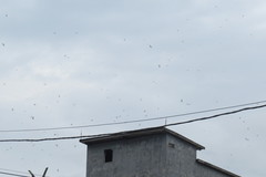 Aerodramus fuciphagus