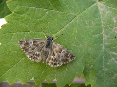 Muschampia baeticus