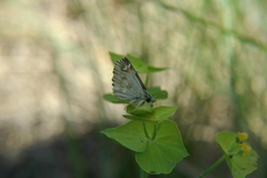 Muschampia lavatherae