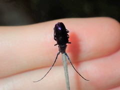 Phaolus metallicus