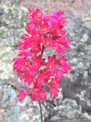 Heuchera sanguinea