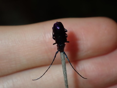 Phaolus metallicus