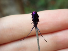 Phaolus metallicus