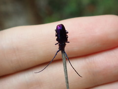 Phaolus metallicus