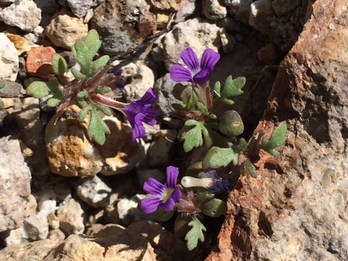 harlequin spiralseed (Schistophragma intermedia)