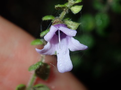 Prostanthera rhombea