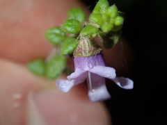 Prostanthera rhombea