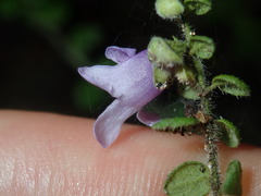 Prostanthera rhombea