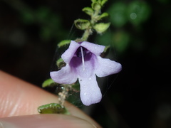 Prostanthera rhombea