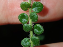 Prostanthera rhombea