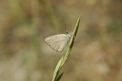 Polyommatus ripartii