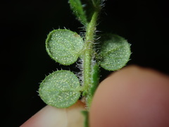 Prostanthera rhombea
