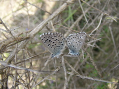 Pseudophilotes panoptes