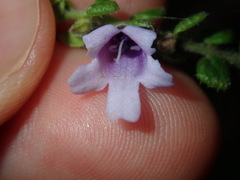 Prostanthera rhombea